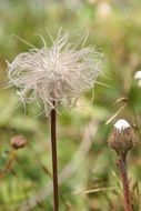 fluffy seeds of mountain thistle