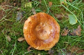 round mushroom nature