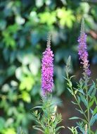Flower Shrub Bloom Nature
