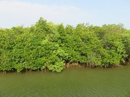 landscape of bright green vegetation near muddy water