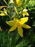 yellow lilies in the summer sun