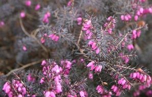 bush with tiny pink flowers close-up on blurred background