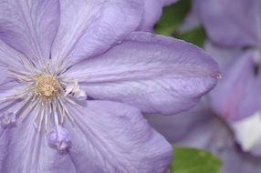 purple spring flower close up