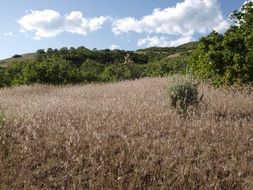 extraordinary Grass Field Landscape
