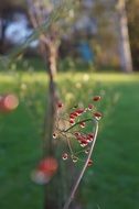 red berries after rain closeup