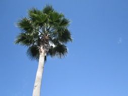 crown of palm Tree at Blue sky