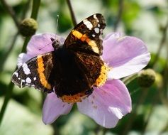 Close-up of the beautiful orange-black butterfly on a beautiful pink orchid flower