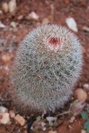 close-up shot of the cactus among the stones