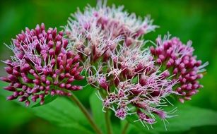 pink inflorescences on a bush close-up