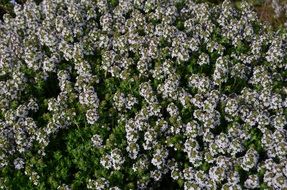 field in flowers close-up