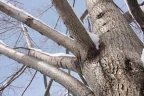Tree Snow Landscape