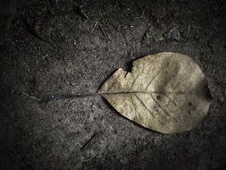 Dry grey Leaf on ground