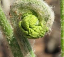 Spring Growth Plant