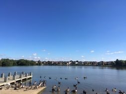 flock of ducks in the blue lake on a sunny day