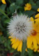 dandelion with fluffy seeds in the summer