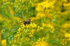 insect on yellow inflorescences close-up on a blurred background