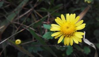 yellow daisies as small flowers
