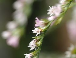 plant branch with pink flowers