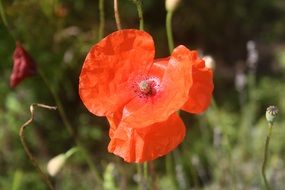 red poppy summer flower