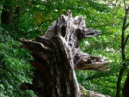 old trunk of a dry tree close-up