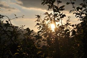 Plant in Sunset Shadow