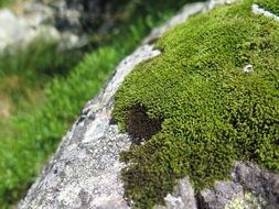 Moss on a rock