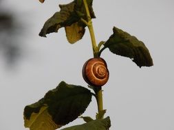 snail on a stem with green leaves