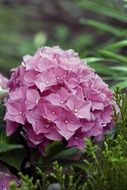 pink hydrangea among greenery in the garden