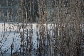 dry reed at frozen Lake at dusk