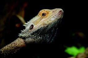 large reptile close-up