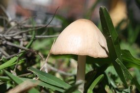 small fungus in nature