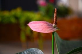 Flower Volcano