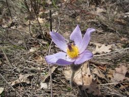 Mucha flower in nature