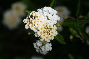 Flowers White Yellow Nature