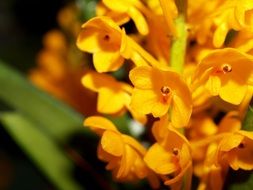 small bright yellow orchids close-up