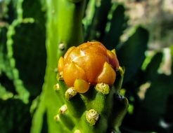 cactus with a yellow bud under the bright sun in cyprus