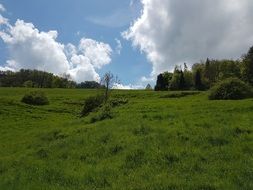 meadow on a sunny day in Eptingen