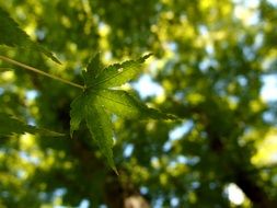 green maple leaf in summer