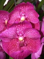 luxury orchids close up