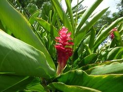 exotic plant with red blossom