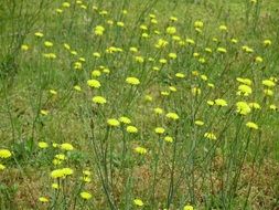 yellow flowers on a green meadow
