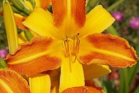 Colorful daylily flowers blossom