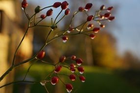 red berries after rain