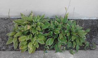two green bushes on the lawn against the wall