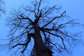 tree against the sky as a contrast