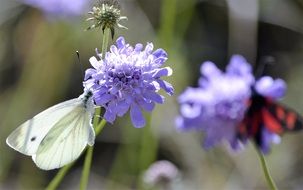 butterfly of pyrenees