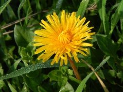 yellow dandelion among green grass in the morning