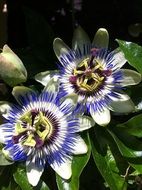 blue passionflower flowers in the garden
