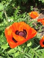 poppies in the flowerbed under the bright sun