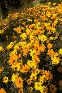 Garden Yellow Spring flowers